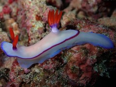 Hypselodoris brycei