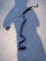 Laticauda laticaudata