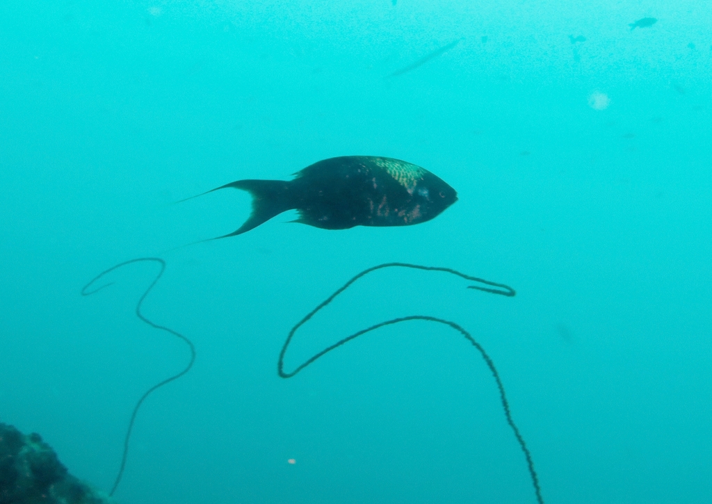 Bodianus africanus