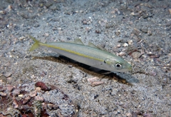 Decapterus punctatus