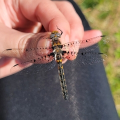 Helocordulia selysii