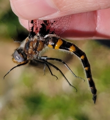 Helocordulia selysii