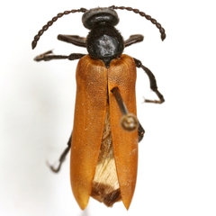 Lytta fulvipennis