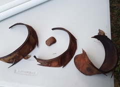 Pentaclethra macroloba