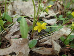 Waldsteinia fragarioides