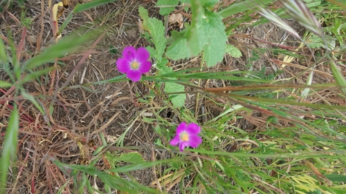 iNaturalist observation photo of redmaids