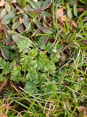 Alchemilla australis