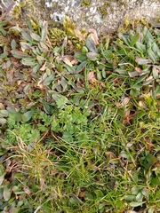 Alchemilla australis