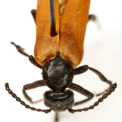 Lytta fulvipennis