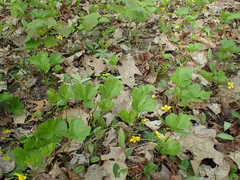 Waldsteinia fragarioides