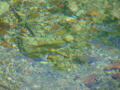 Sarmarutilus rubilio