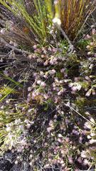 Erica innovans