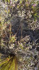 Erica innovans