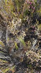 Erica innovans