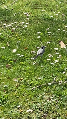 Motacilla alba