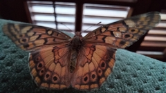 Euptoieta hortensia