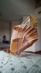 Euptoieta hortensia