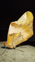 Euptoieta hortensia