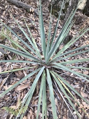 Yucca madrensis