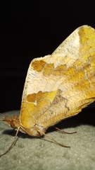 Euptoieta hortensia