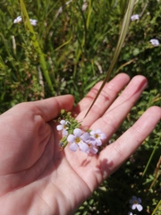 Chaenostoma cordatum