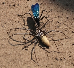 Euprosthenops