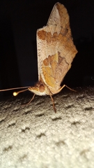 Euptoieta hortensia