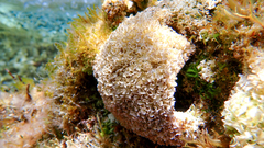 Lithophyllum dentatum