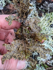 Pseudocyphellaria citrina