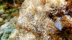 Lithophyllum dentatum