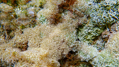 Lithophyllum dentatum