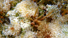 Lithophyllum dentatum