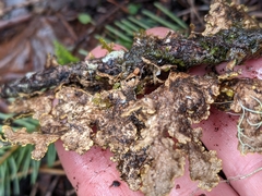 Pseudocyphellaria citrina