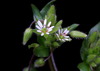 Common Chickweed - Photo (c) Jim Walker, some rights reserved (CC BY-NC), uploaded by Jim Walker