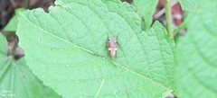 Diodontophorus