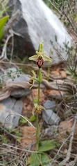 Ophrys sphegodes cretensis