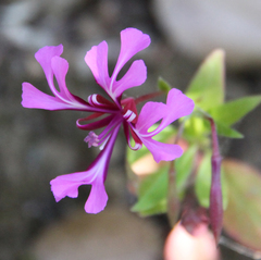 Clarkia concinna