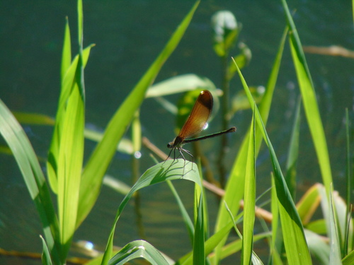 Copper Demoiselle, Provincia di Latina, Italia, photo 7 of 10