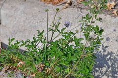 Bituminaria bituminosa