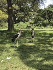 Leptoptilos crumenifer