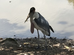 Leptoptilos crumenifer