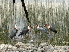 Leptoptilos crumenifer