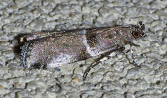 Quasisalebria admixta