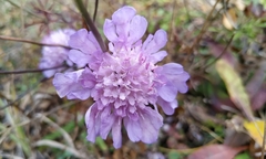 Scabiosa lucida lucida