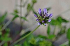 Bituminaria bituminosa