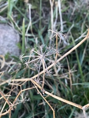 Falcaria vulgaris