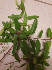 Noltea africana