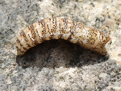 Cephenemyia phobifer