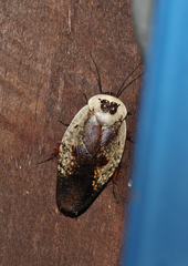 Gyna caffrorum