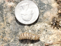 Cephenemyia phobifer